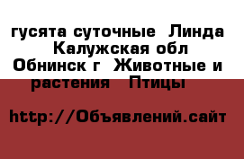 гусята суточные “Линда“ - Калужская обл., Обнинск г. Животные и растения » Птицы   